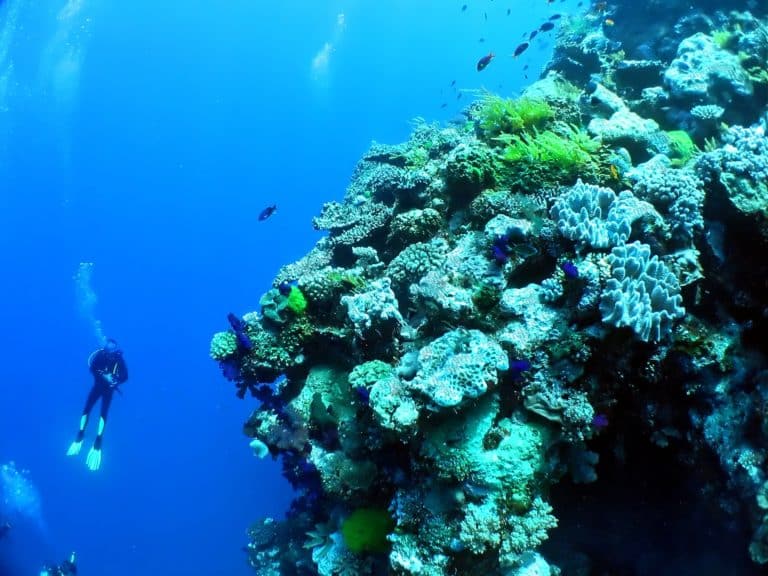 Faire de la plongée et du snorkeling au Costa Rica