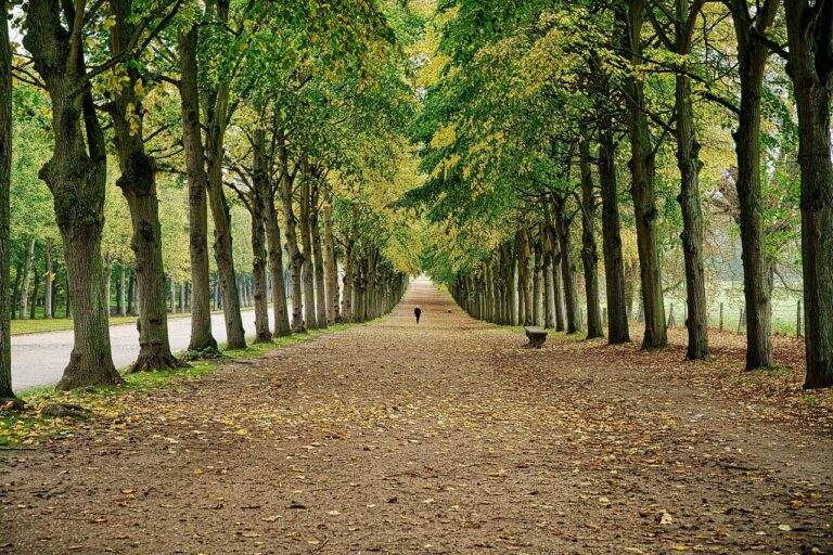 Que voir et faire lors d&rsquo;une balade automnale dans les jardins de Versailles ?