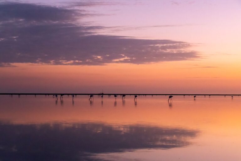 Envie d&rsquo;évasion dans les paysages de la Camargue ?