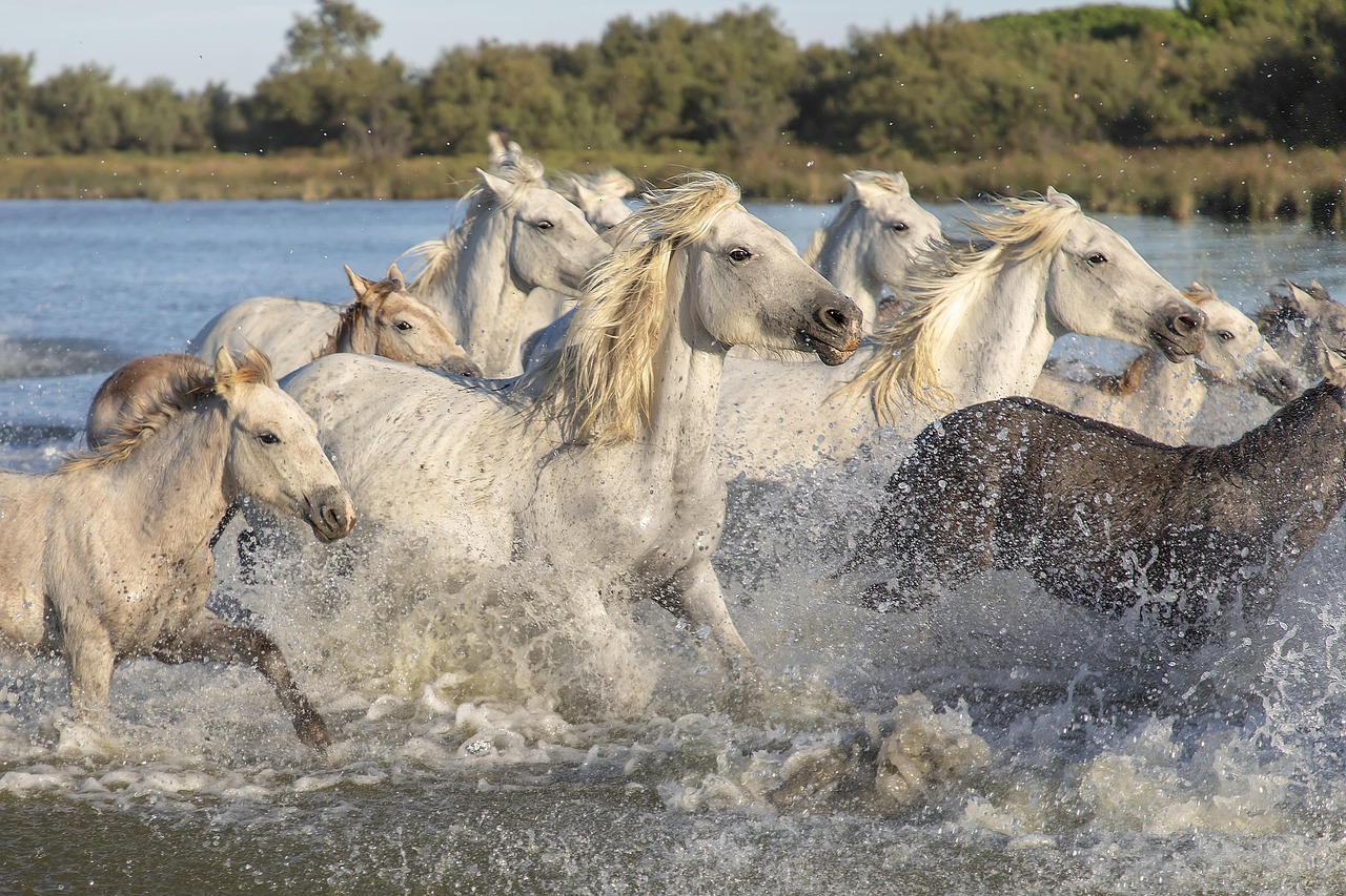 Quels trésors cachent la Camargue ?