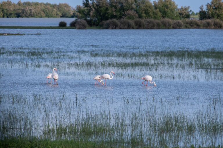 Pourquoi faut-il s&rsquo;émerveiller devant les étangs de la Camargue ?