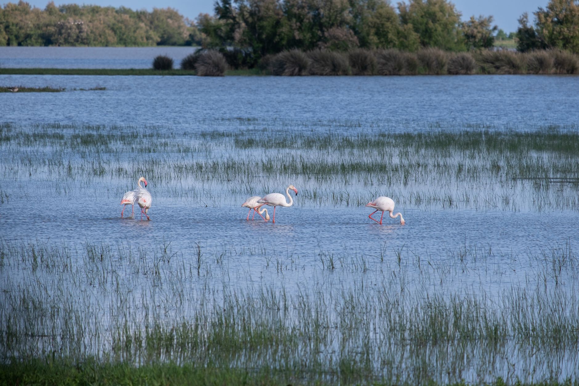 Pourquoi faut-il s&rsquo;émerveiller devant les étangs de la Camargue ?