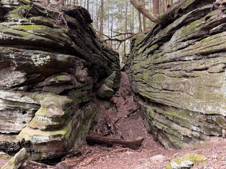 Pourquoi s&rsquo;aventurer dans les forêts de la Forêt Noire ?