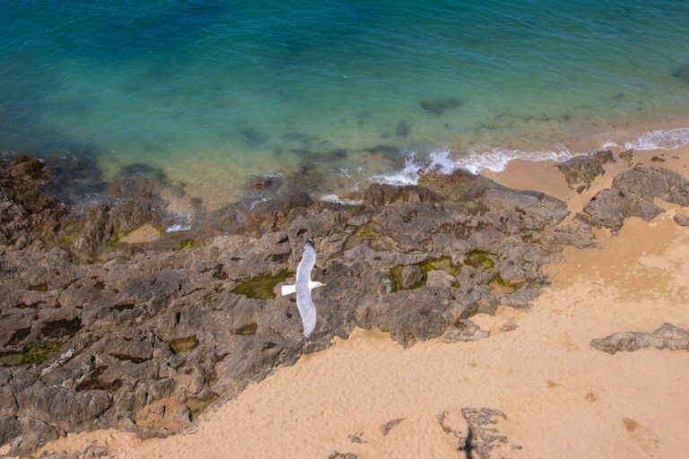 Quelles criques sauvages de la Bretagne sont à découvrir ?