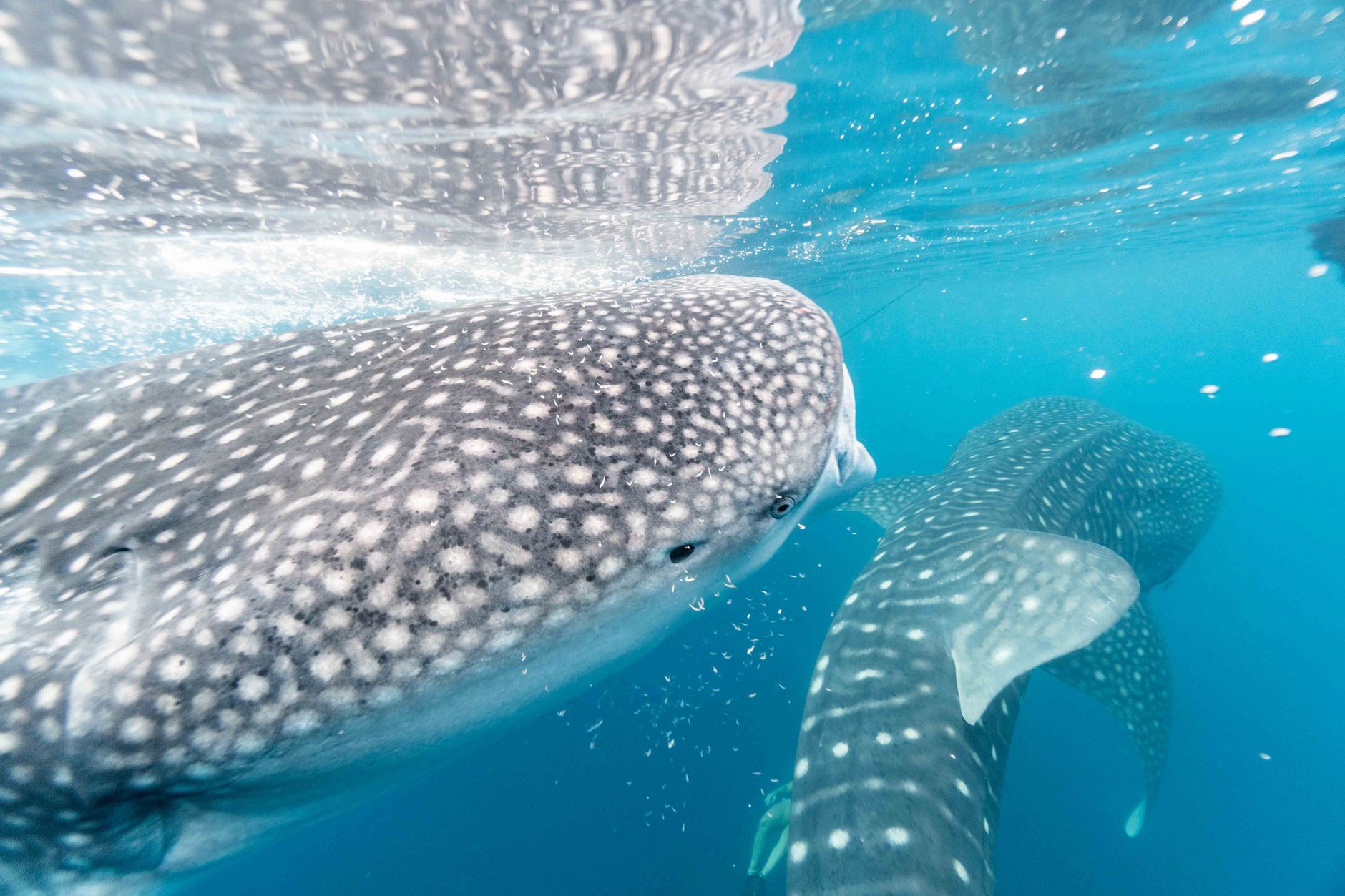 Le requin-baleine Milo revient toujours au large de Cancún malgré ses grands voyages